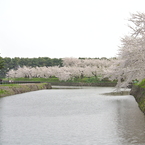 桜 函館五稜郭公園 2012年5月8日