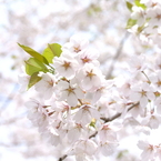 桜 函館五稜郭公園 2012年5月8日