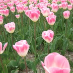 DSCF1953