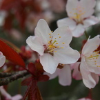 釧路の桜①