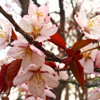 釧路の桜②