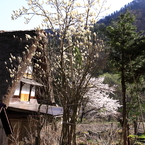 モクレンの咲く山里