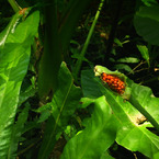 R1123782