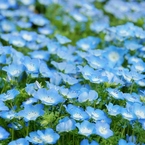 清水公園５月5