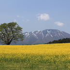 小岩井一本桜1