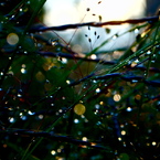 雨アトキラリⅢ