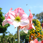 enoshima_5