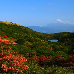 玄岳峠の山ツツジ満開