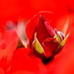 ＲＥＤ　４