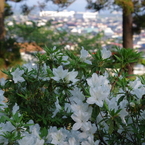 IMGP0665