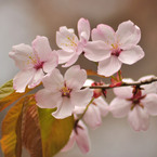 sakura005