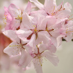 sakura006