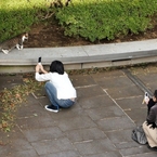 猫を撮りたがる人