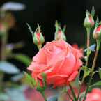 井頭公園薔薇園　EOS 7D