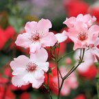 井頭公園薔薇園　EOS 7D