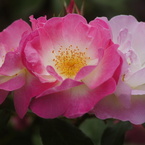 薔薇の競演
