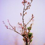 桜二種生