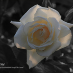 白い薔薇
