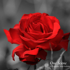 赤い薔薇