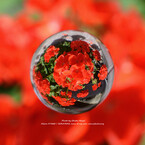 SORATAMA紫陽花　組写真