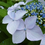 紫陽花