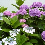 紫陽花