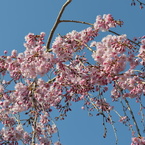 桜咲く
