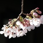 桜花