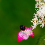 雨上がり紫陽花－５
