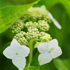雨上がり紫陽花－６