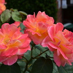 アンネのバラ（アンネのバラの教会） Rose of Anne Frank at 