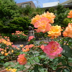 アンネのバラ（アンネのバラの教会） Rose of Anne Frank at 