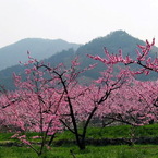 日本の美しい原風景　Beautiful scenery of Japan.