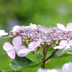 紫陽花