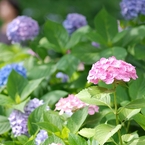 紫陽花