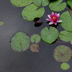 梅雨の蓮