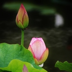 水上に咲く花