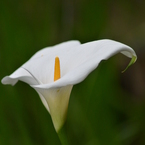 カラーの花