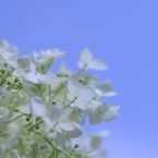 あーした天気になーれ