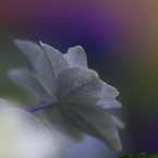 花便り　- 晴れ舞台を待つ江戸紫 -