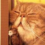 猫カフェ　類似？