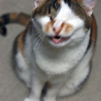 いっきし！
