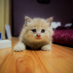 子猫