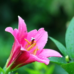 雨に咲く花