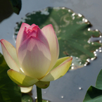 120710_船頭平河川公園_蓮_05