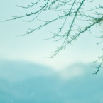 sakura drops♪