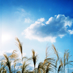 冬の青空　-LOMO  LC-A-