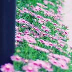 行く春に～路花