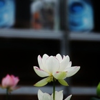 彩り