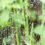 蜘蛛の　宝石屋さん